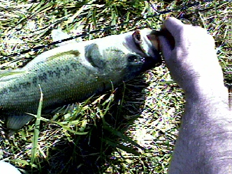Big Fish #2