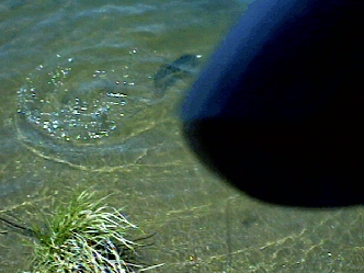 Pete's Fish