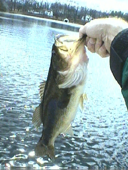 1st Bass