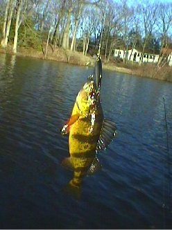 perch