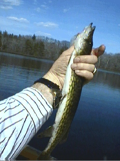 pickerel