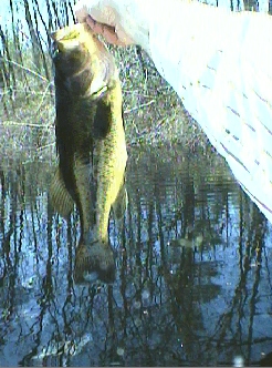 Second Bass