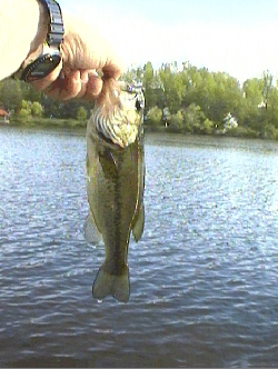 Pete's Fish #1