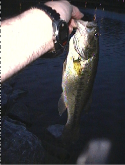 Pete's Fish #2