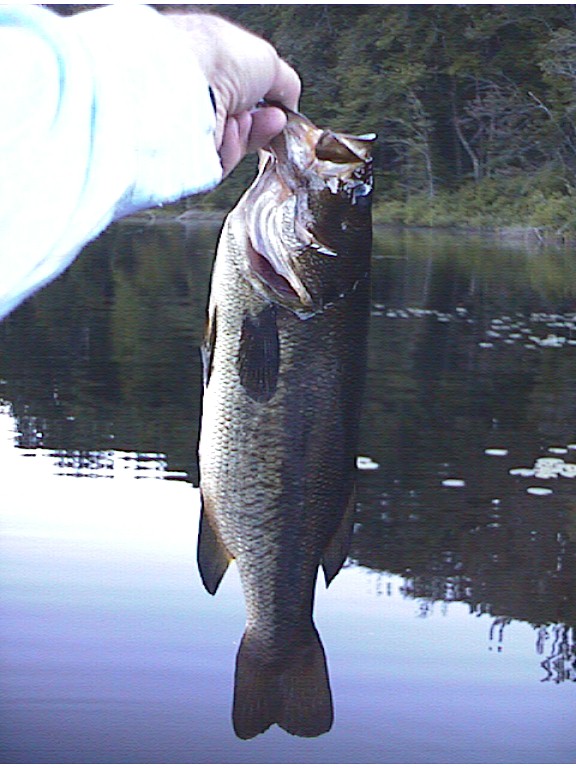Bass