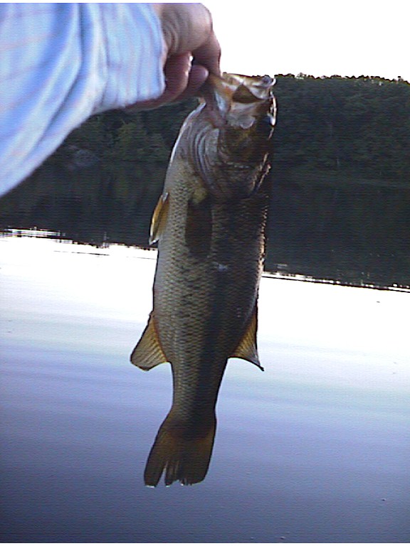 Another Bass
